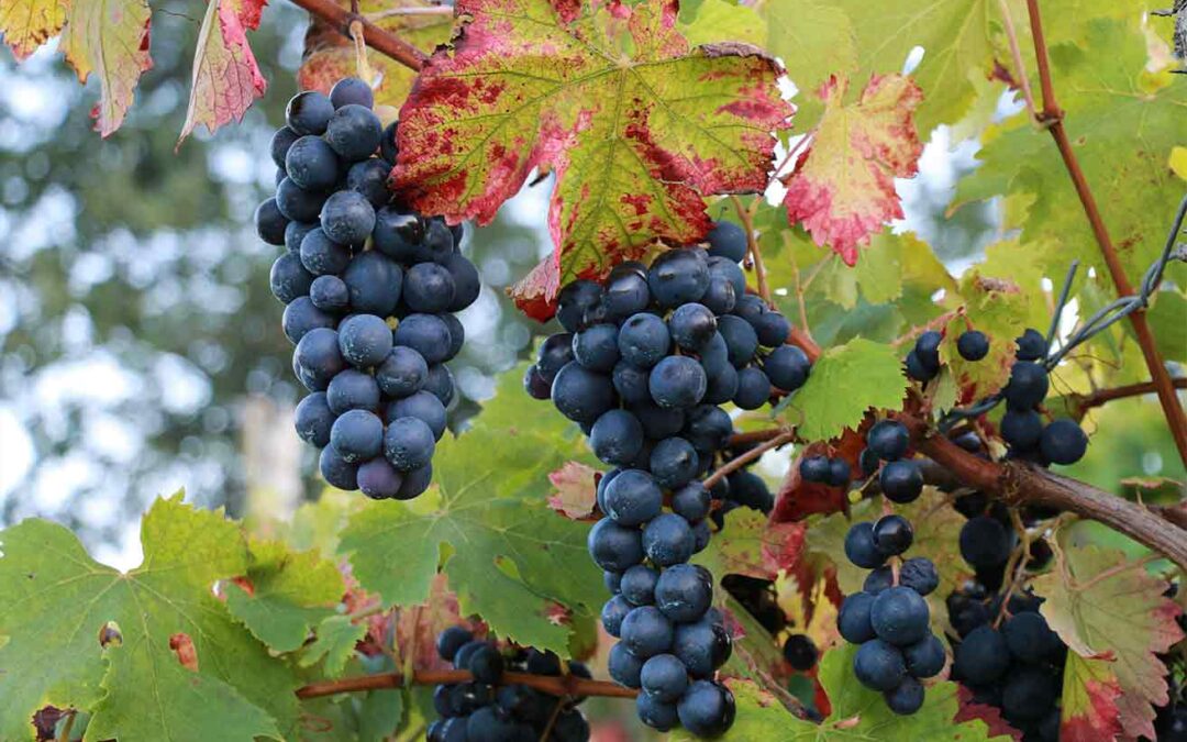 Un viaggio tra i vini d’Irpinia: il vino Taurasi DOCG