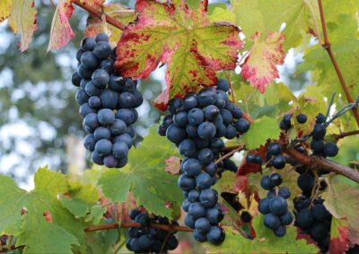 Il vino Taurasi DOCG: storia e produzione in Irpinia