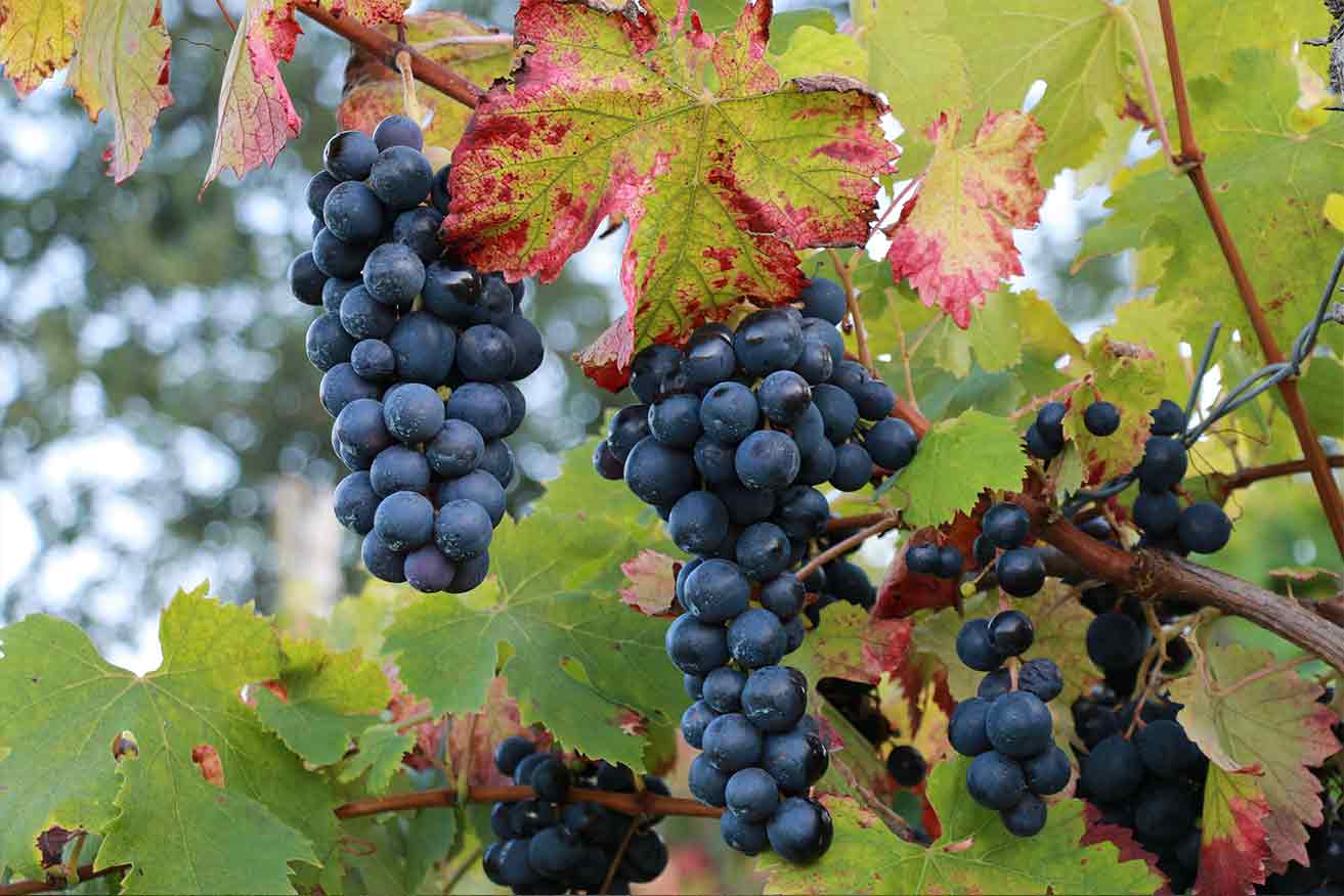 Il vino Taurasi DOCG: storia e produzione in Irpinia