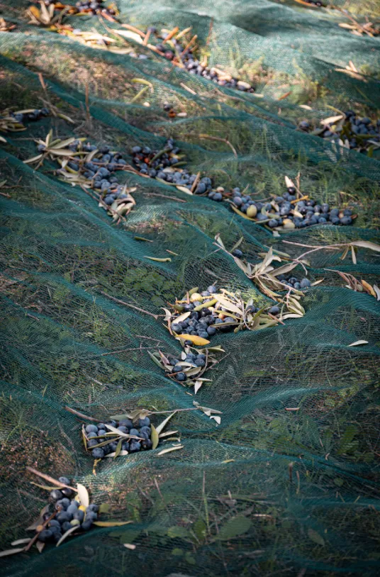 gallry-image