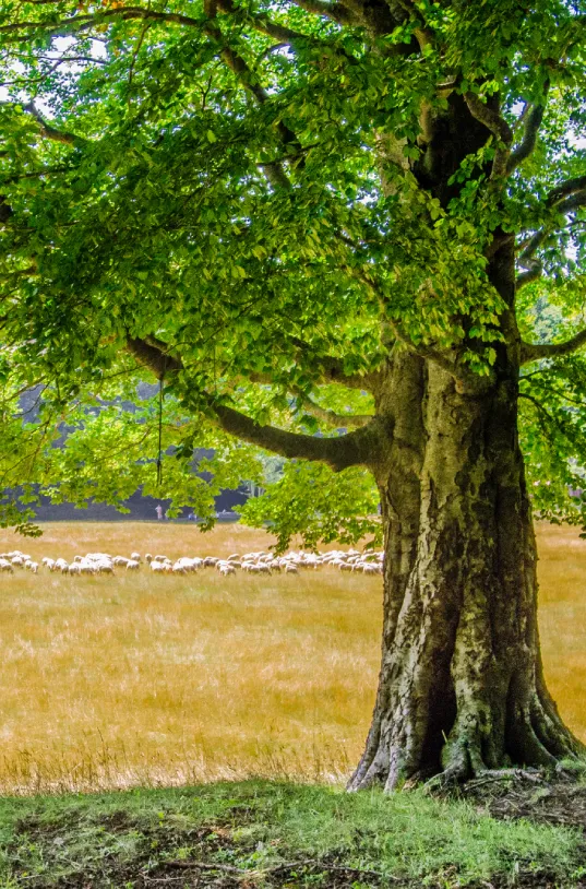 gallry-image