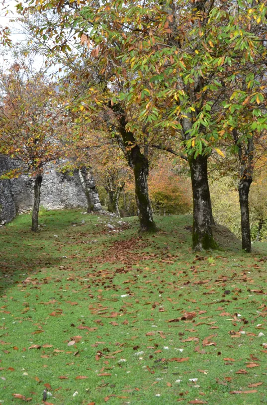 gallry-image
